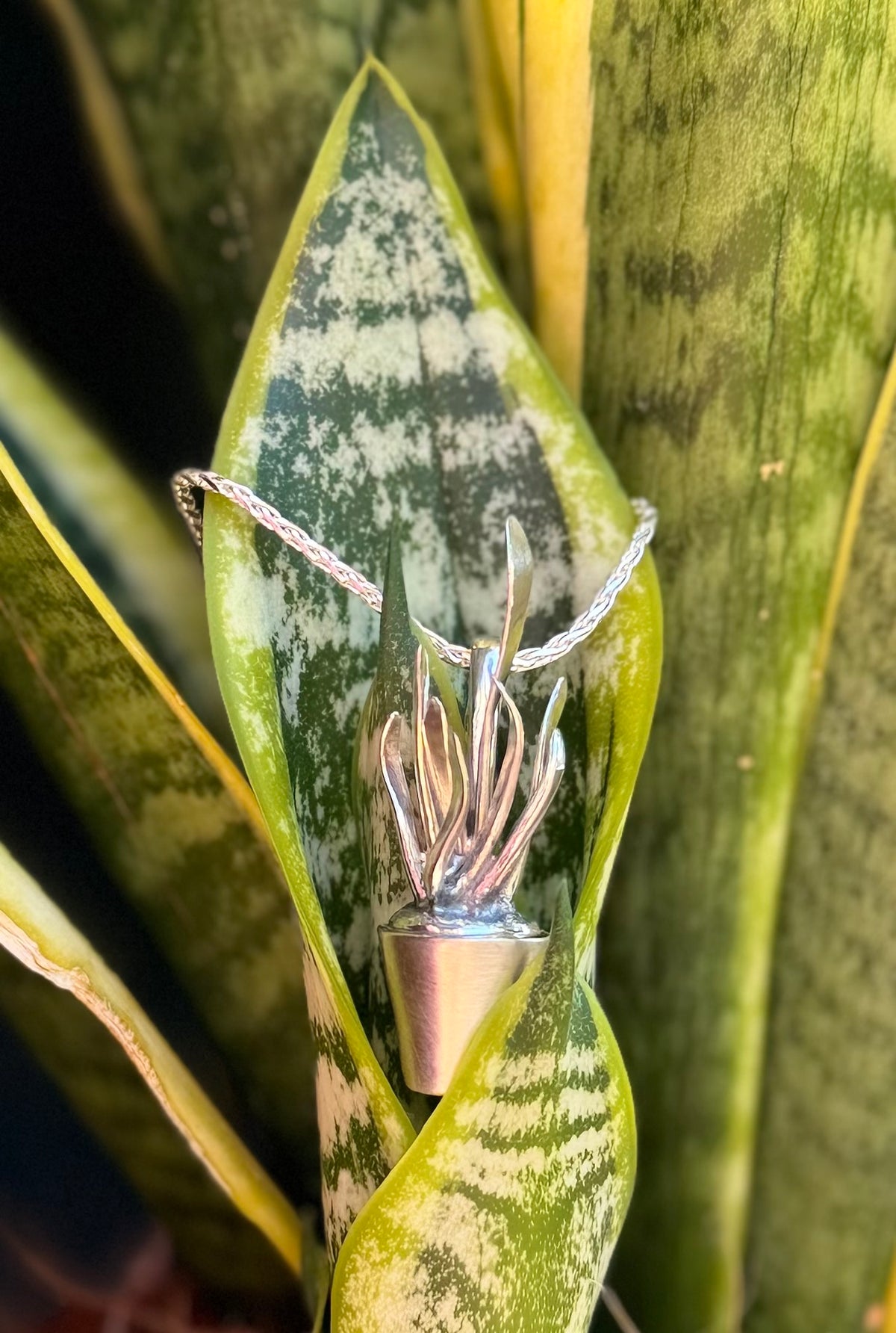 Silver dracaena trifasciata pendant in plant
